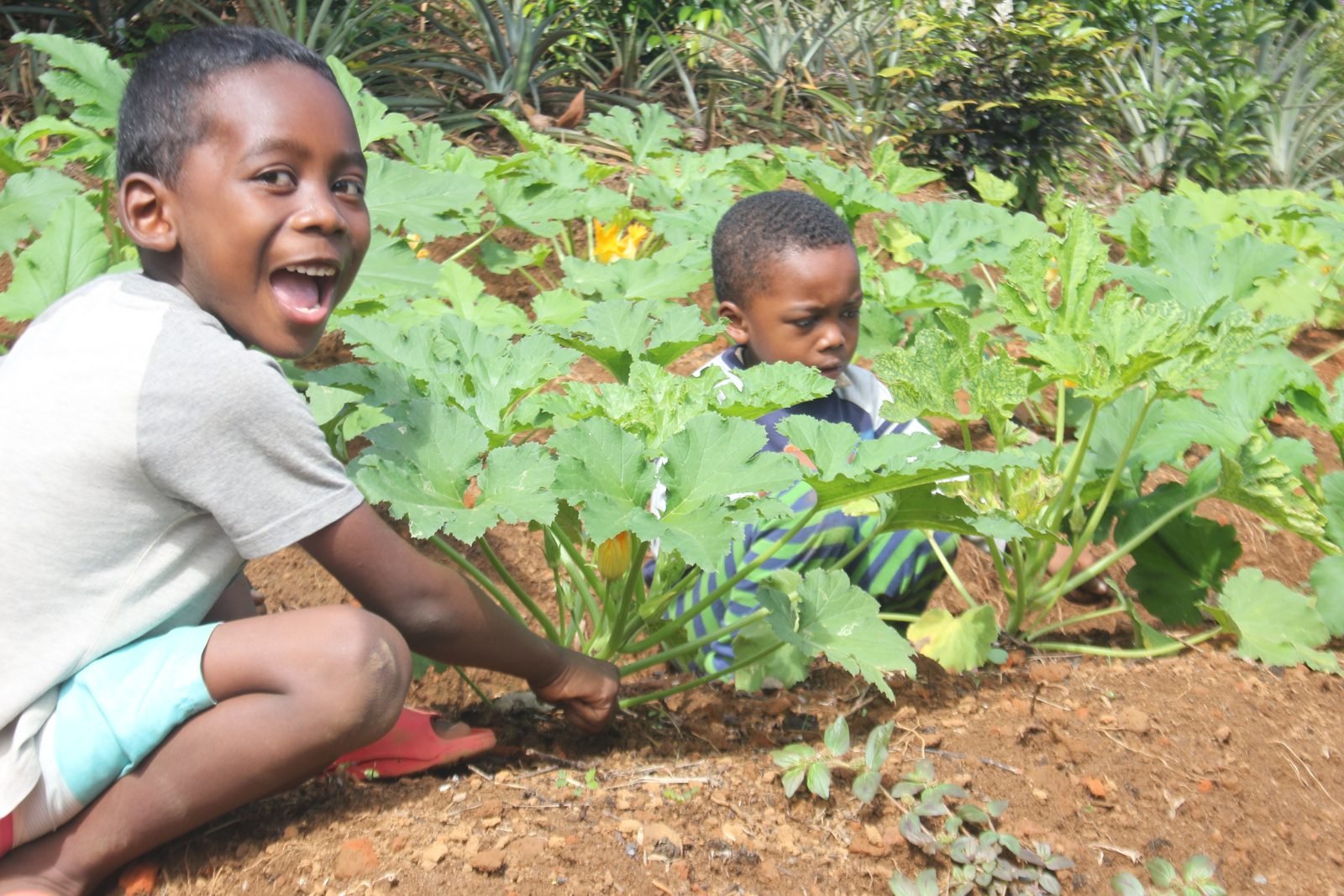 Enfants dans un jardin potager scolaire