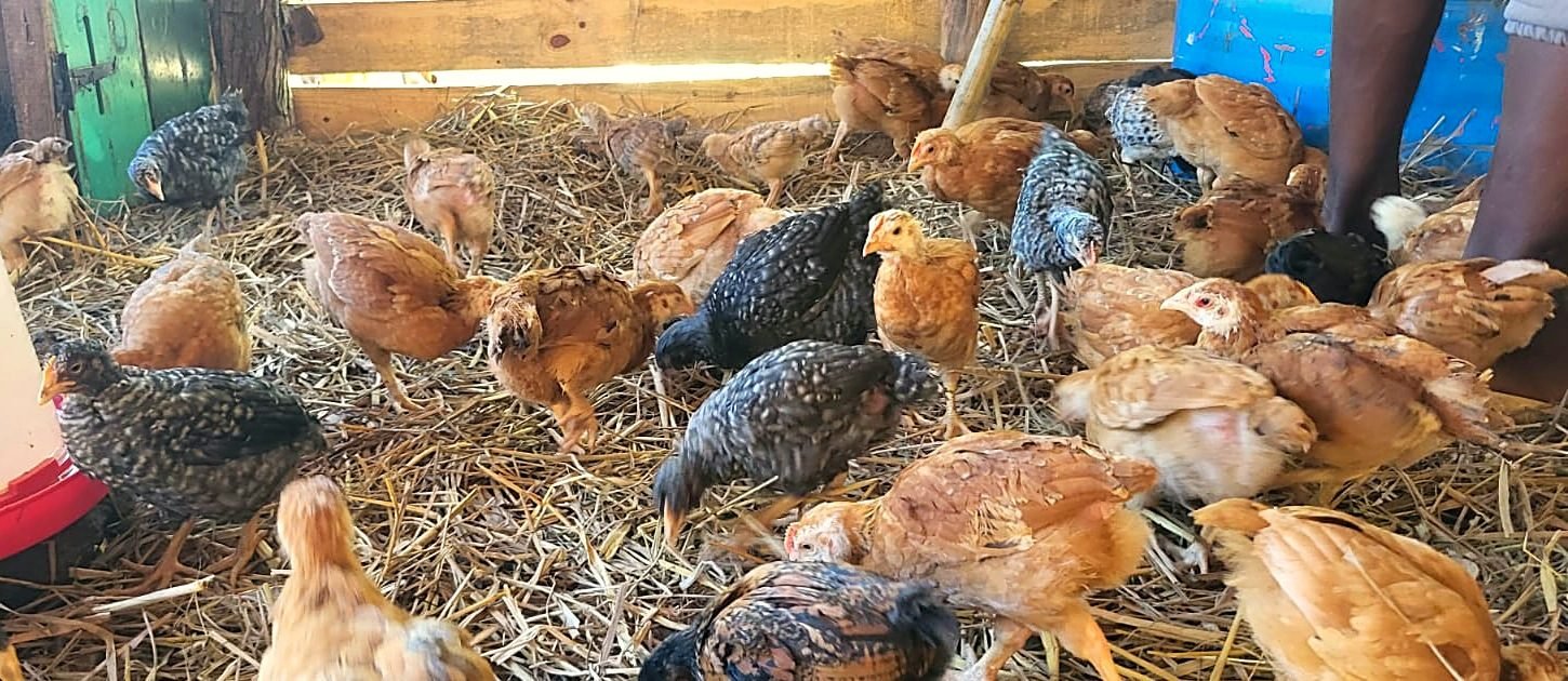 Poulets Kuroiler élevés par Saha-Fihary